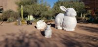 PICTURES/Desert Botanical Gardens - Wild Rising Cracking Art/t_Rabbits2.jpg